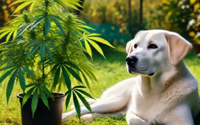 CBD- wirklich nützlich für den Hund?
