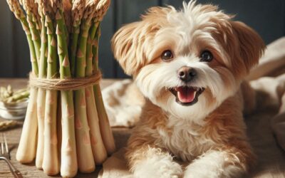 Dürfen Hunde Spargel essen? Das solltest du wirklich wissen